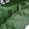 6ft. North Valley Spruce Magnolia Flower Garland